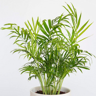 May Flowers Horticulture Installation 83